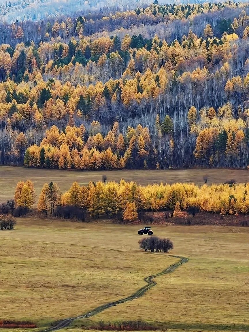 🍂仅21人！闯入奇乾限时秋色_2_一个蒙古族领队_秋景-大兴安岭-国庆特辑-来自52tours 我爱旅游网
